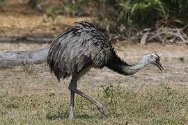 Greater Rhea