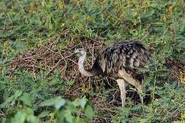 Greater Rhea