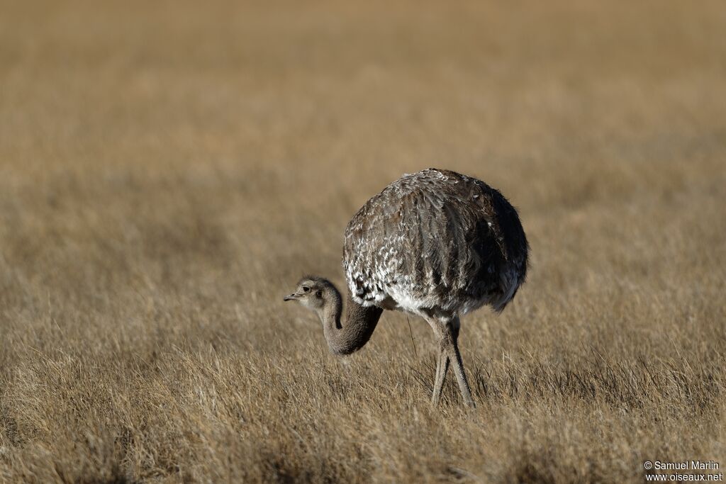 Lesser Rheaadult