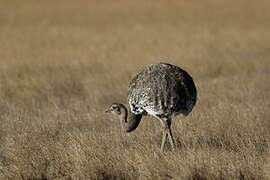 Lesser Rhea