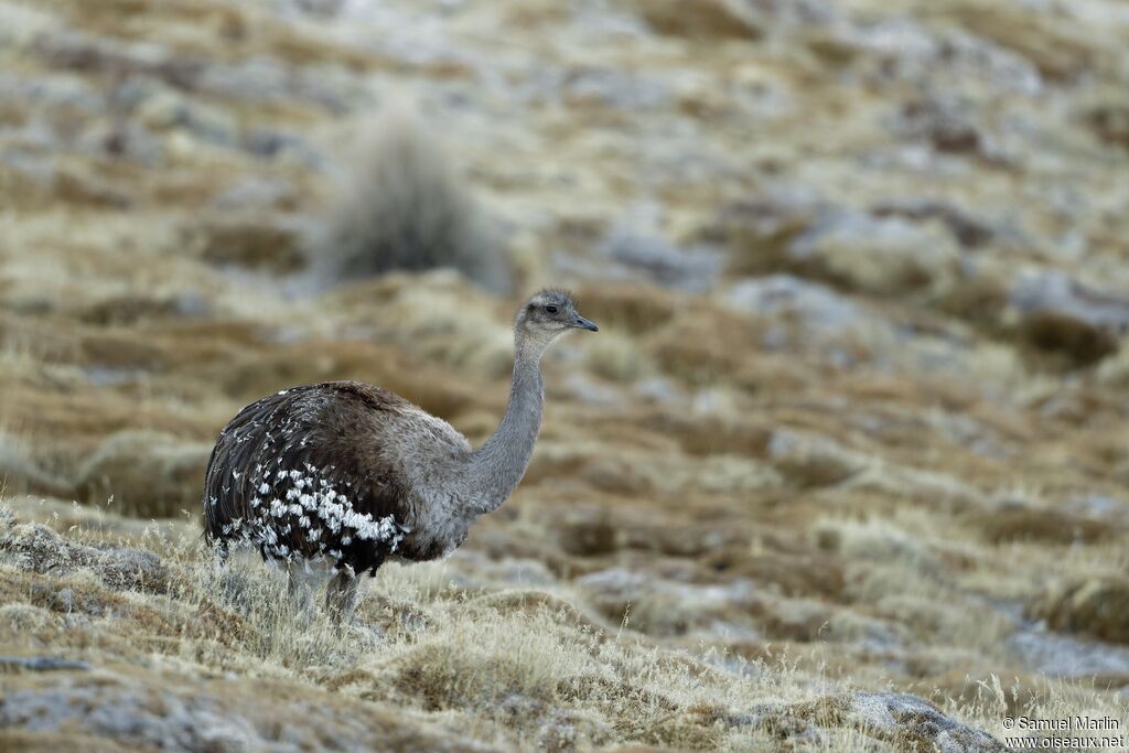 Lesser Rhea