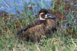 Southern Pochard