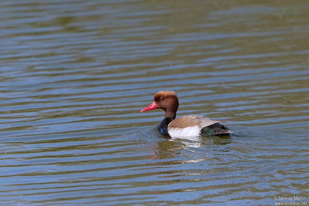 Red-crested Pochard