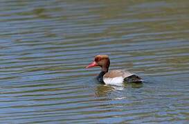 Red-crested Pochard