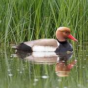 Nette rousse