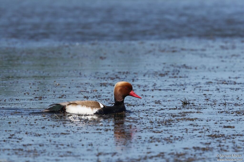 Red-crested Pochard male adult