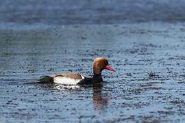 Red-crested Pochard