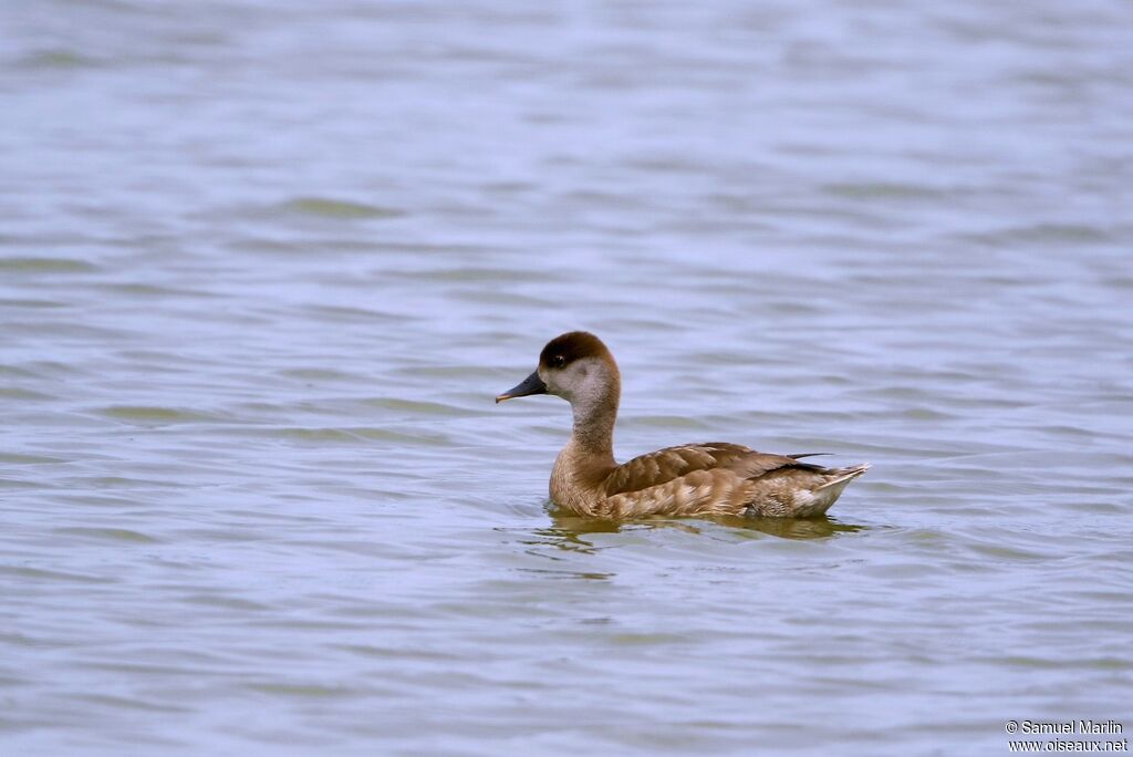 Red-crested Pochard female adult