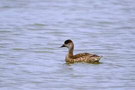 Red-crested Pochard