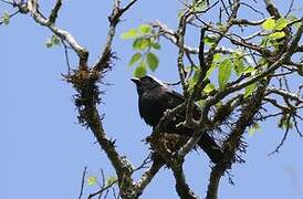 Grey-headed Nigrita