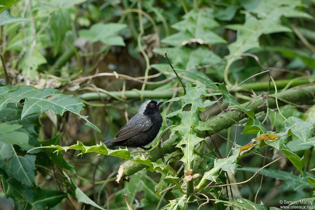 Grey-headed Nigrita male adult