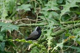 Grey-headed Nigrita