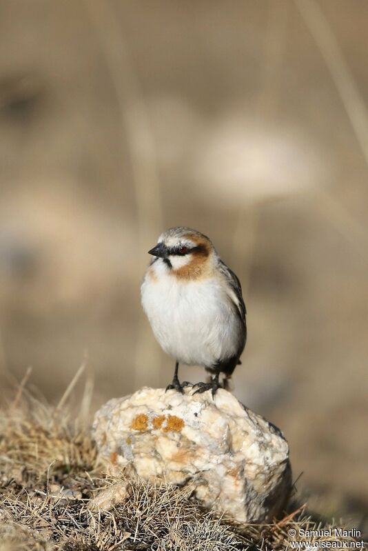 Rufous-necked Snowfinch male