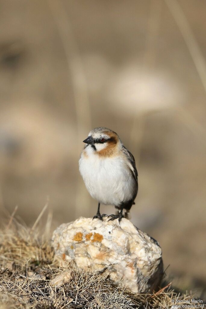 Rufous-necked Snowfinch male