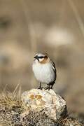 Rufous-necked Snowfinch