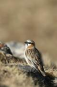 Rufous-necked Snowfinch