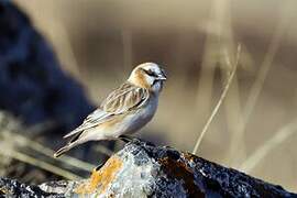 Rufous-necked Snowfinch