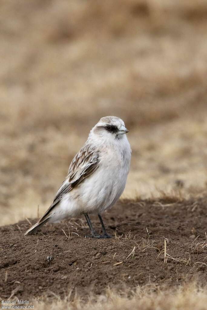 White-rumped Snowfinchadult, identification