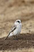 White-rumped Snowfinch