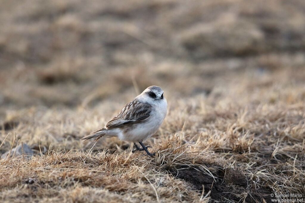 White-rumped Snowfinch