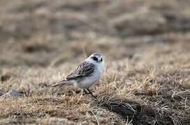 White-rumped Snowfinch