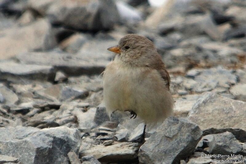 Black-winged Snowfinchadult