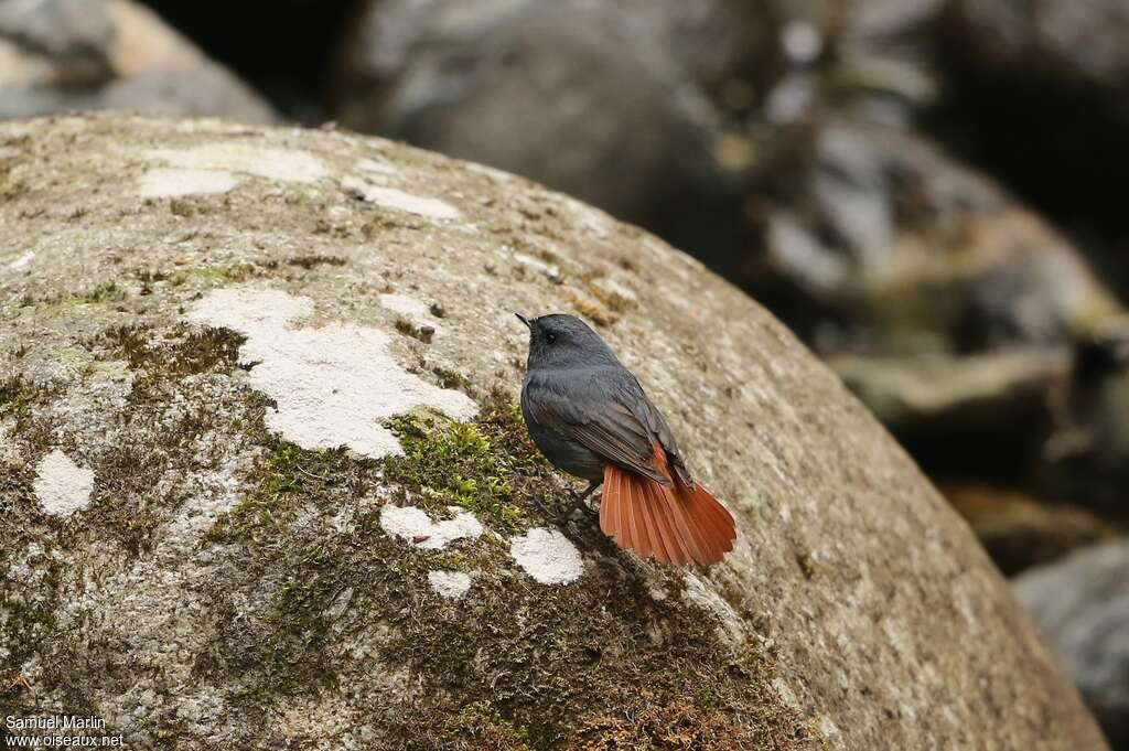 Plumbeous Water Redstart male adult, pigmentation, Behaviour