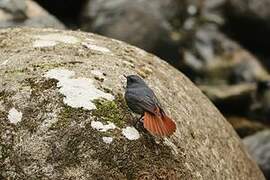 Plumbeous Water Redstart