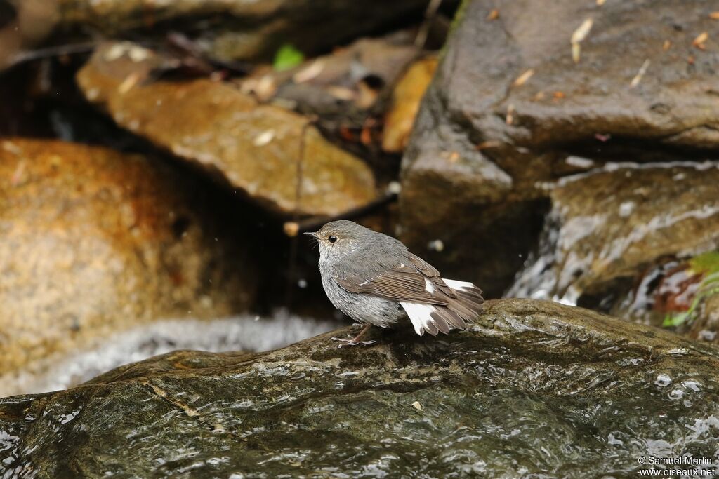 Plumbeous Water Redstart female adult