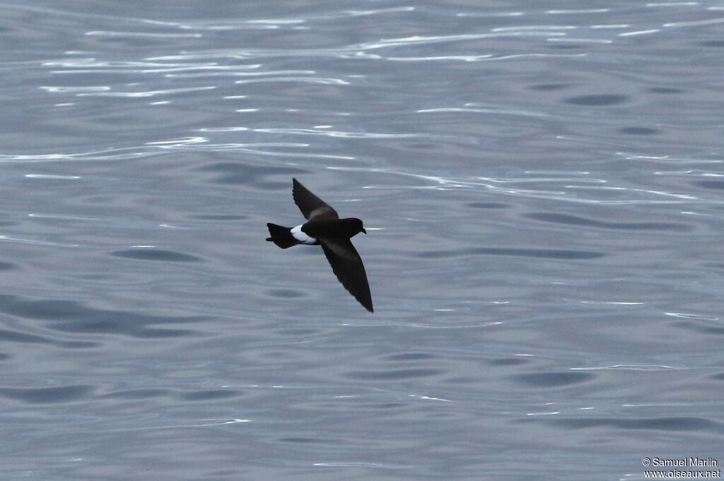 Wilson's Storm Petreladult, Flight