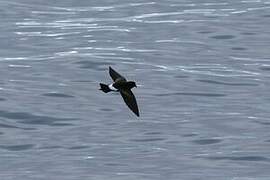 Wilson's Storm Petrel