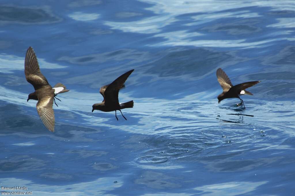 Wedge-rumped Storm Petreladult, Flight, fishing/hunting