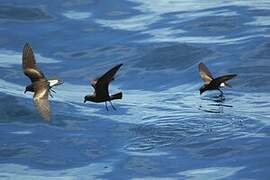 Wedge-rumped Storm Petrel