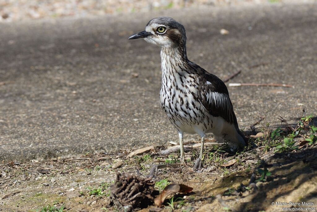 Bush Stone-curlew