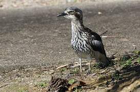 Bush Stone-curlew