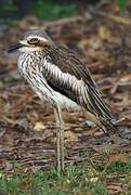 Bush Stone-curlew