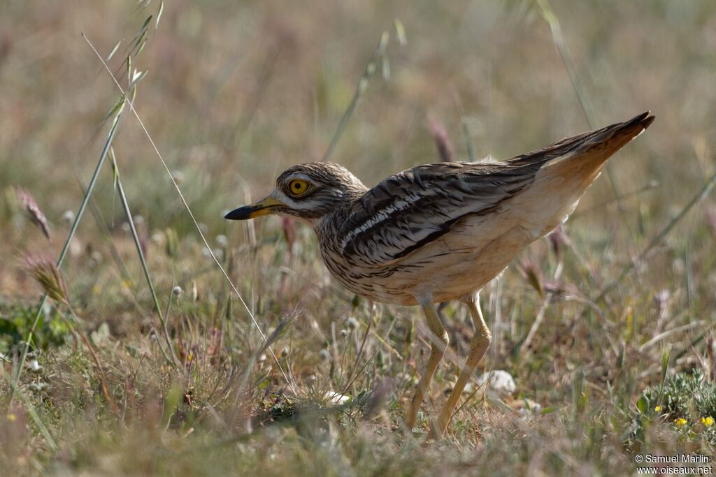 Eurasian Stone-curlewadult