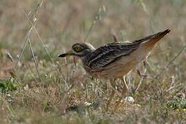 Eurasian Stone-curlew