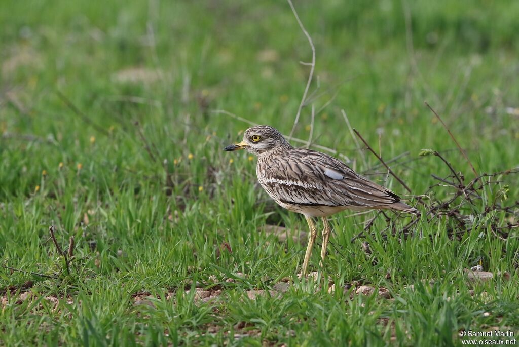 Eurasian Stone-curlewadult