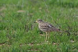 Eurasian Stone-curlew