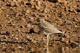 Senegal Thick-knee