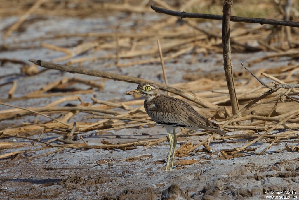 Senegal Thick-kneeadult