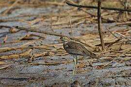 Senegal Thick-knee