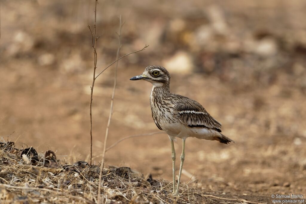 Indian Stone-curlewadult