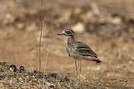 Indian Stone-curlew