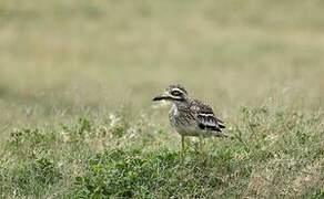 Indian Stone-curlew