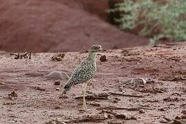 Spotted Thick-knee