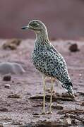 Spotted Thick-knee