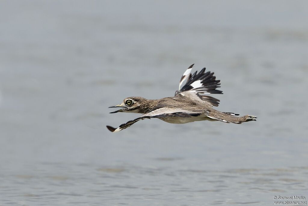 Water Thick-kneeadult, Flight