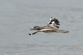 Water Thick-knee